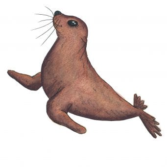 Sea Lion Soft Toy